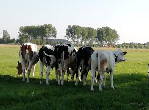 Pat 03 Gezellig hoor